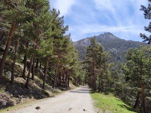 Carretera República en Las Dehesas de Cercedilla